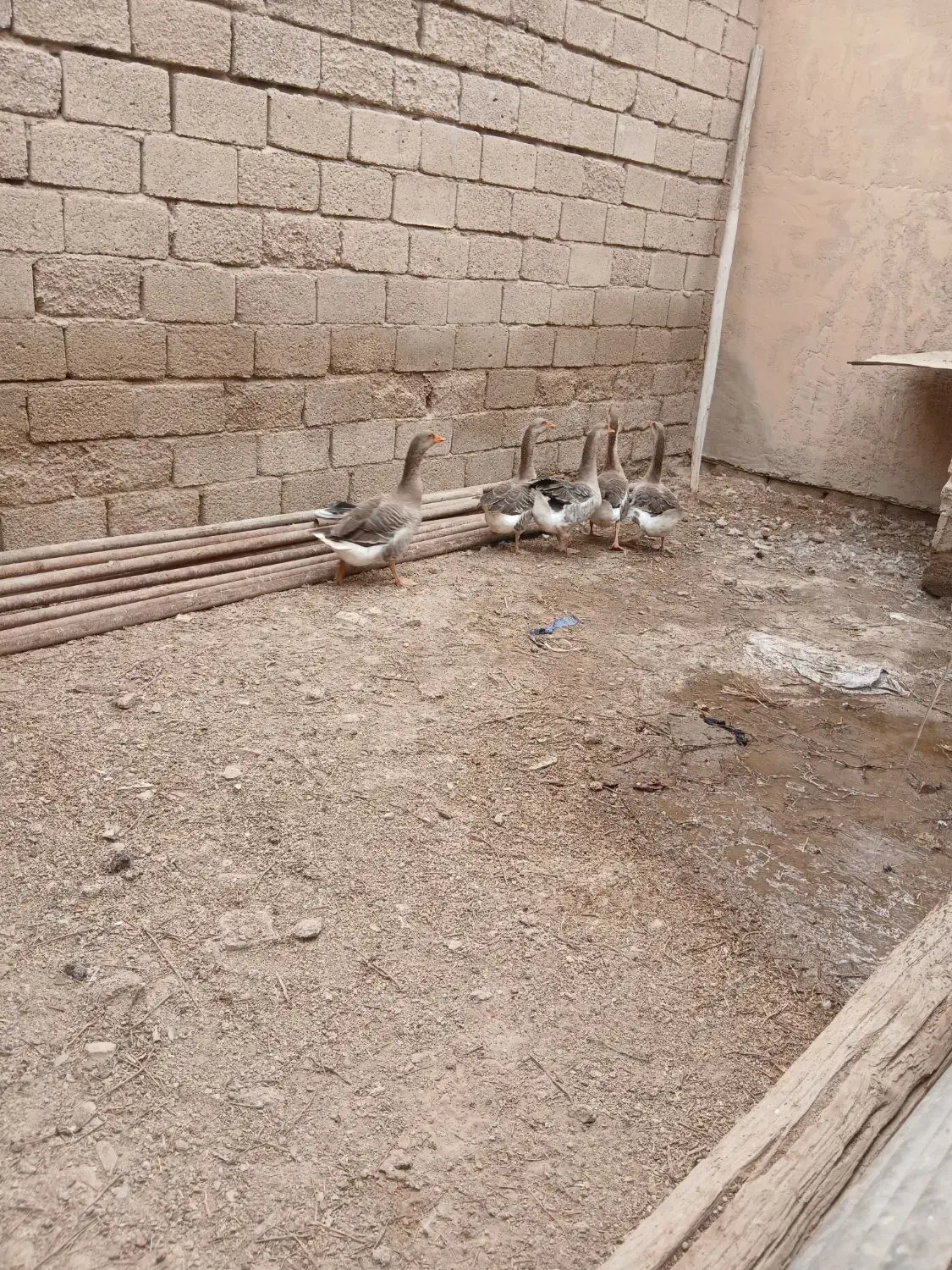 شادگان|حیوانات مزرعه|شادگان, |دیوار