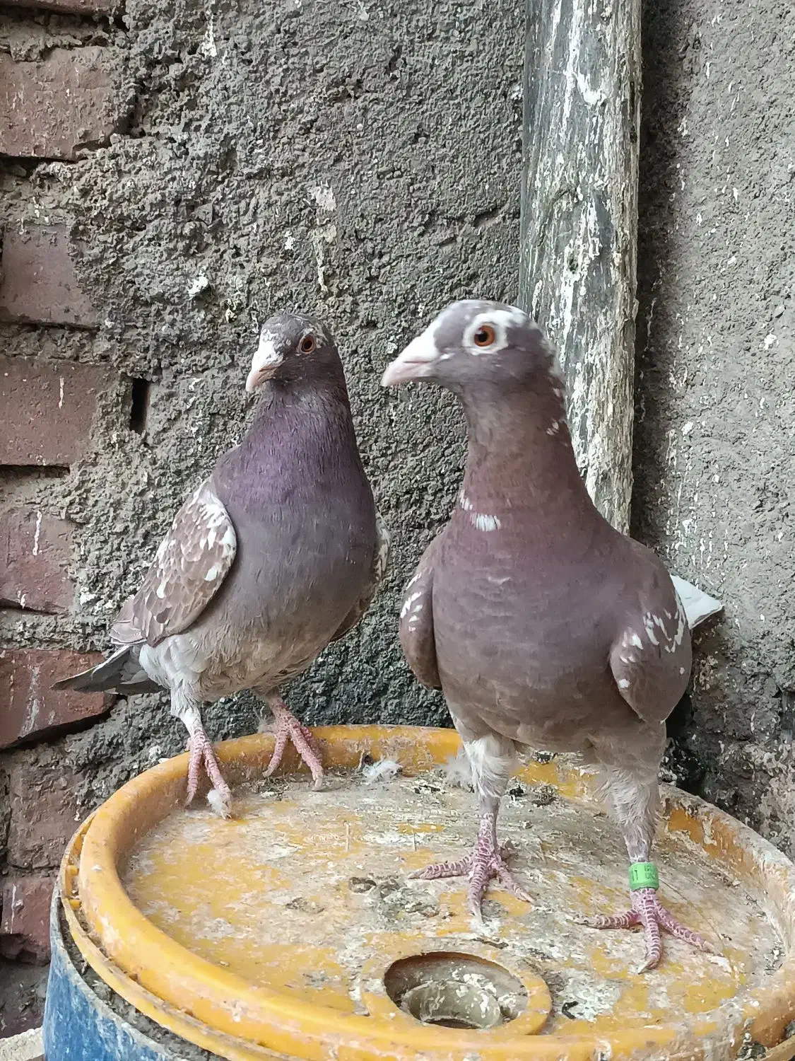 چند جفت پلاکی|حیوانات|زاهدان, |دیوار