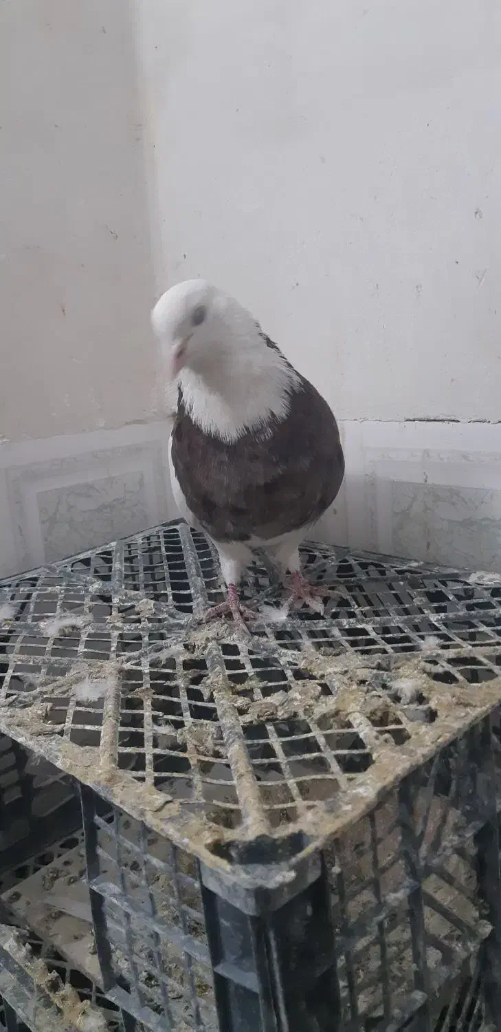 طوقی|پرنده|همدان, |دیوار