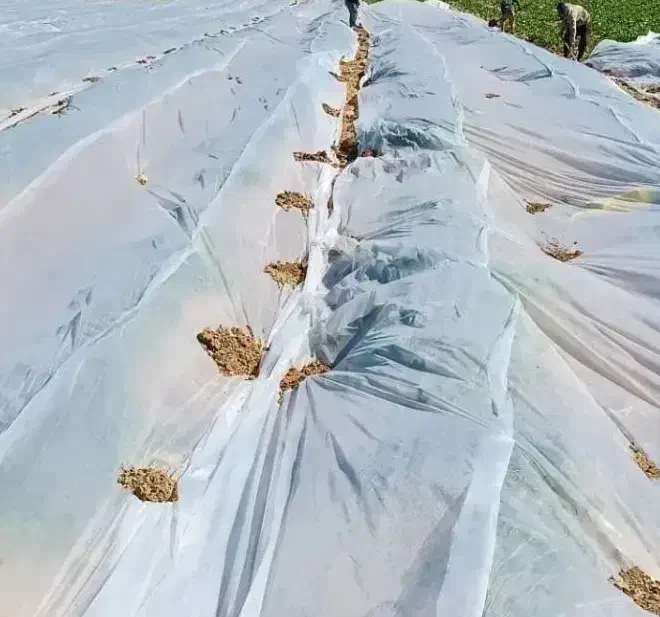 کاور کشاورزی و فوم|خدمات باغبانی و درختکاری|فیروزآباد (فارس), |دیوار