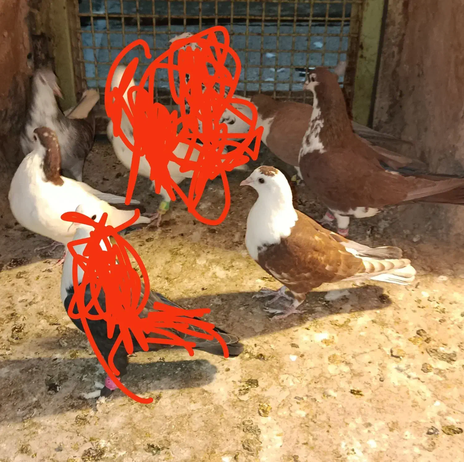 چندتاکفترپریشی|پرنده|نیشابور, فضل|دیوار