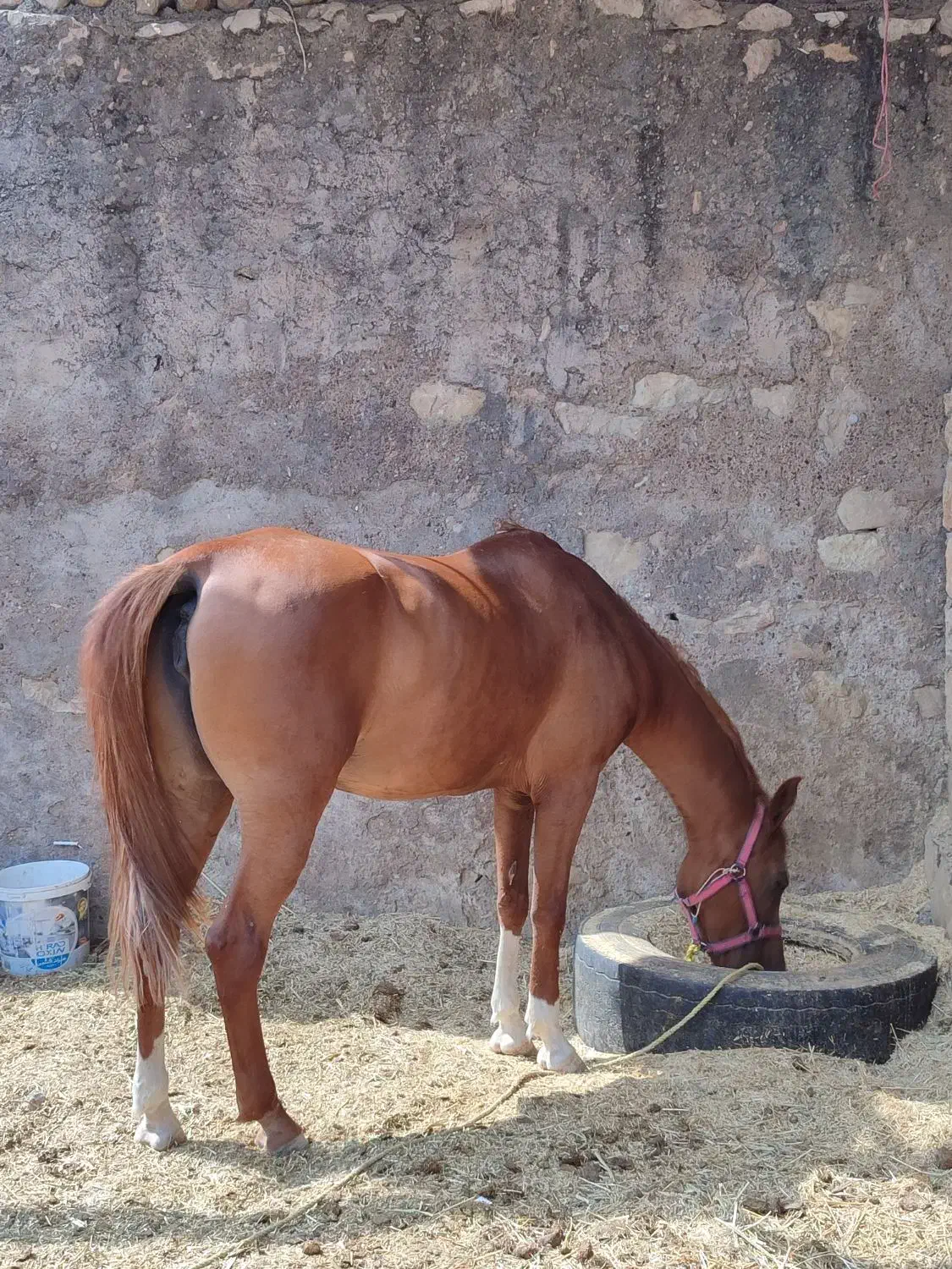 اسب مادیون|اسب و تجهیزات اسب‌سواری|ویسیان, |دیوار