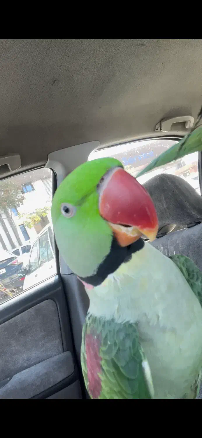 0919.4567.989|سیم‌کارت|تهران, امانیه|دیوار