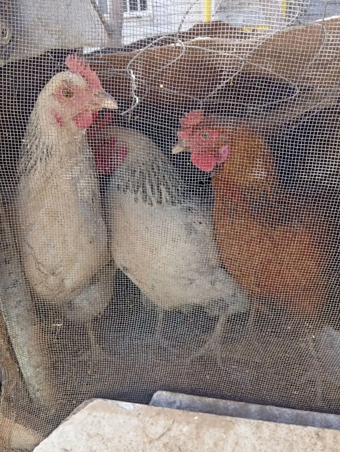 مرغ تخم گذار|حیوانات مزرعه|سرایان, |دیوار