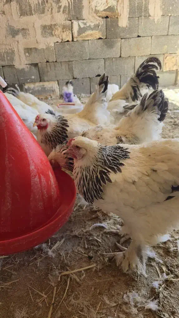 مرغ برهما|حیوانات مزرعه|اصفهان, گورت|دیوار