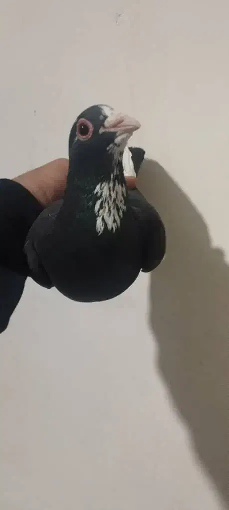 نر سیاه پلنگ عتیقه|پرنده|کرمان, |دیوار