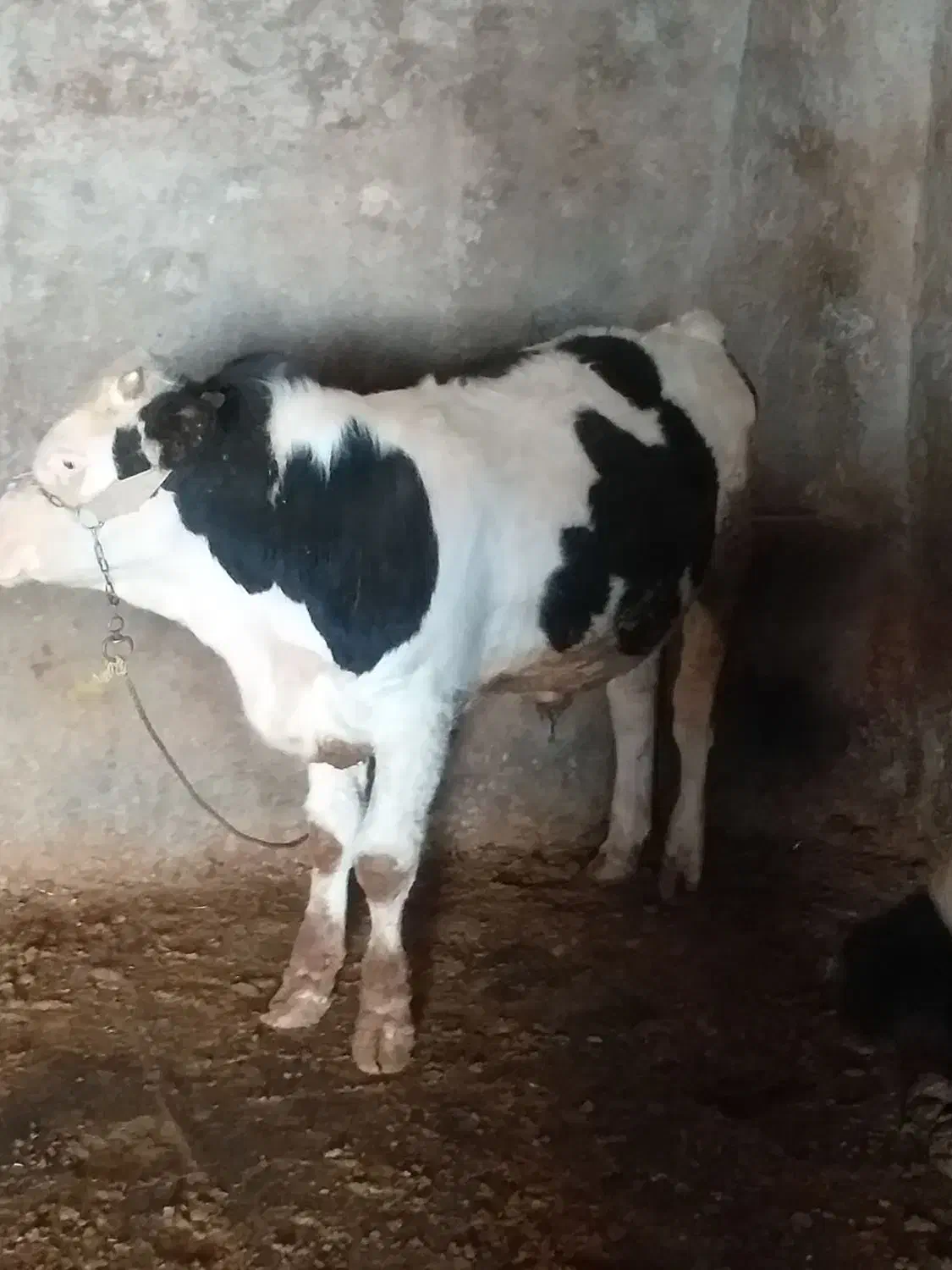 یک راس گوساله نرسیمینتال ویک راس گاوباگوساله ماده|حیوانات مزرعه|شیروان (لرستان), |دیوار