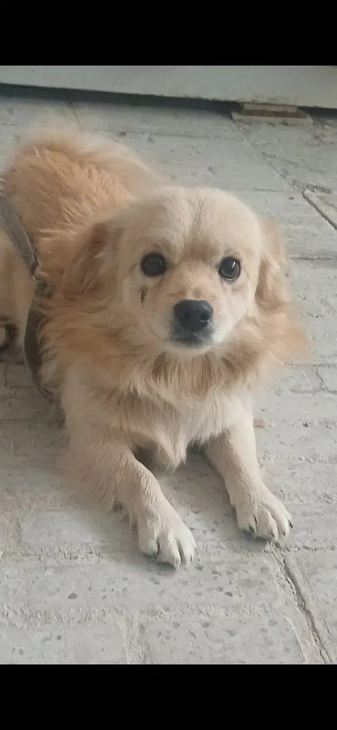 سگ گمشده|سگ|اقلید, |دیوار