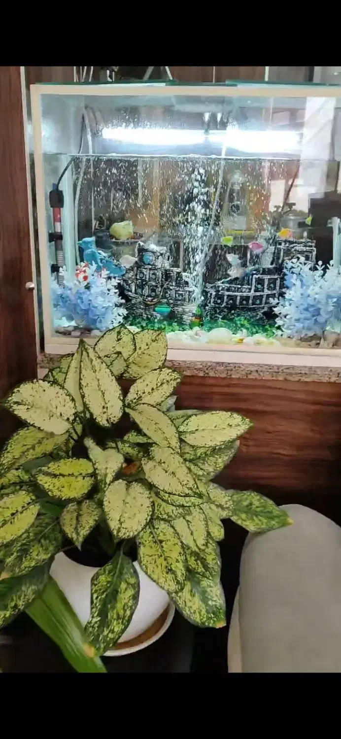 آکواریوم به فروش میرسد|ماهی|زرقان, |دیوار