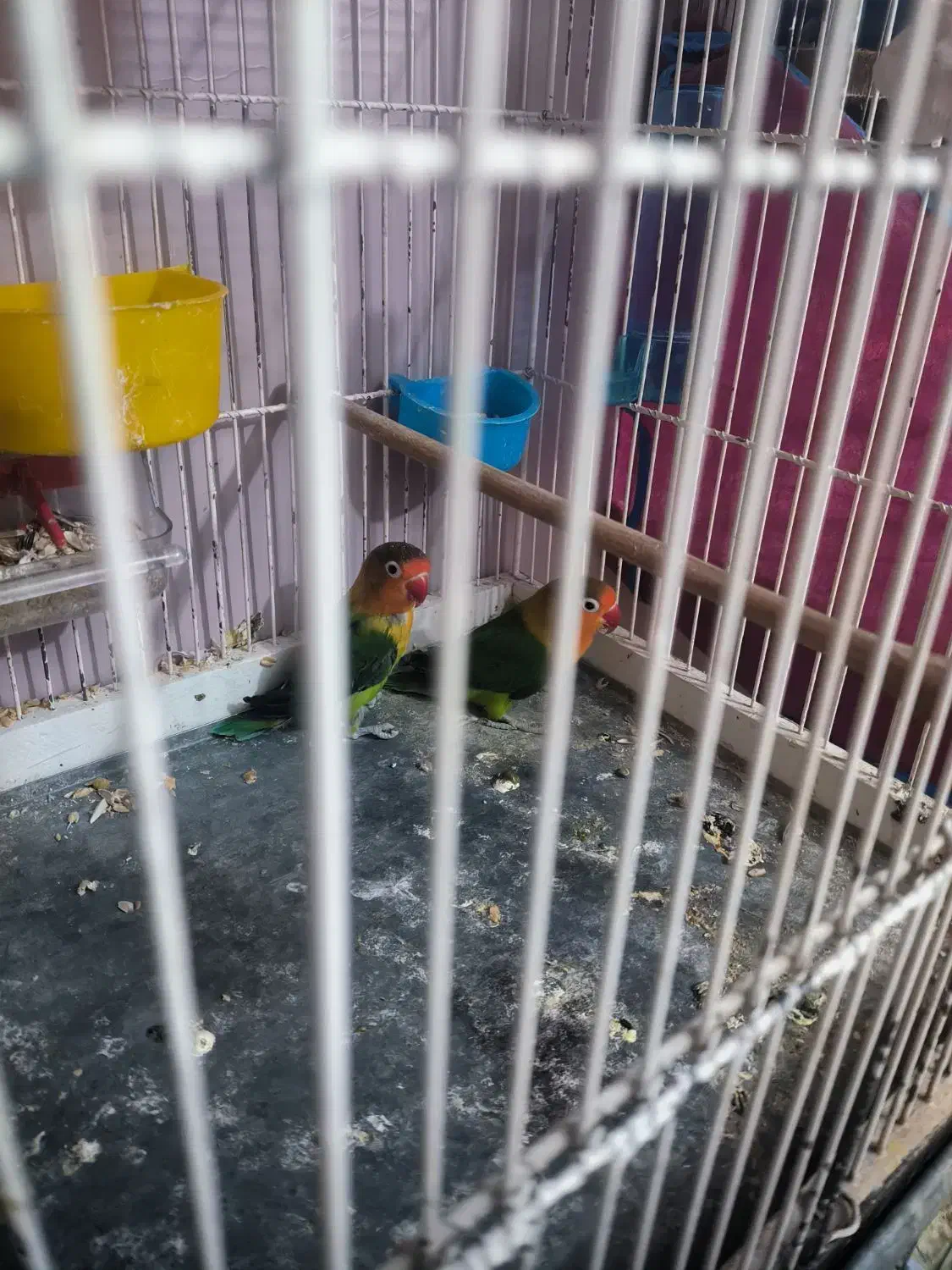 طوطی برزیلی اوپال جفت تضمینی|پرنده|شیراز, عفیف‌آباد|دیوار