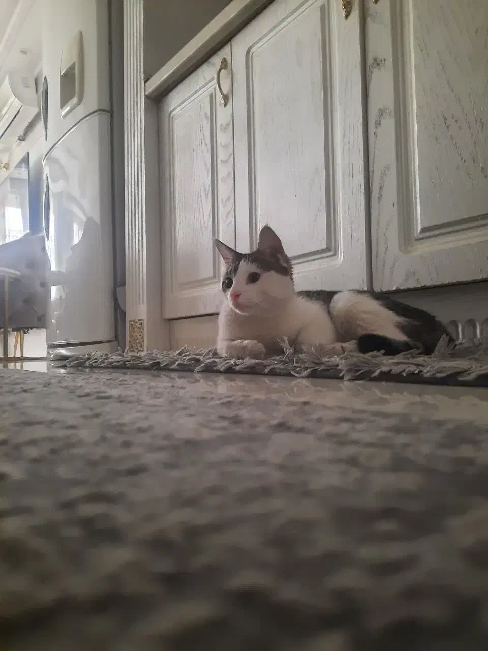 واگزاری گربه|گربه|مشهد, فدک|دیوار