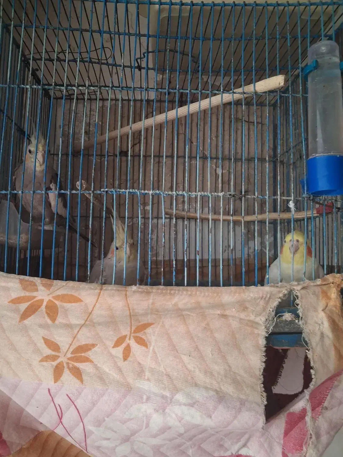 ۳ عدد عروس هلندی سخنگو|پرنده|اسلامشهر, شهرک توحید|دیوار