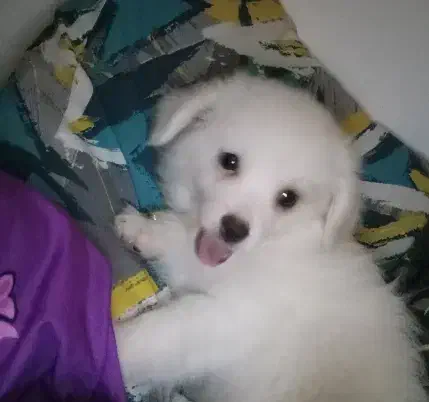 آشپیتز پامر|سگ|رشت, آتشگاه|دیوار