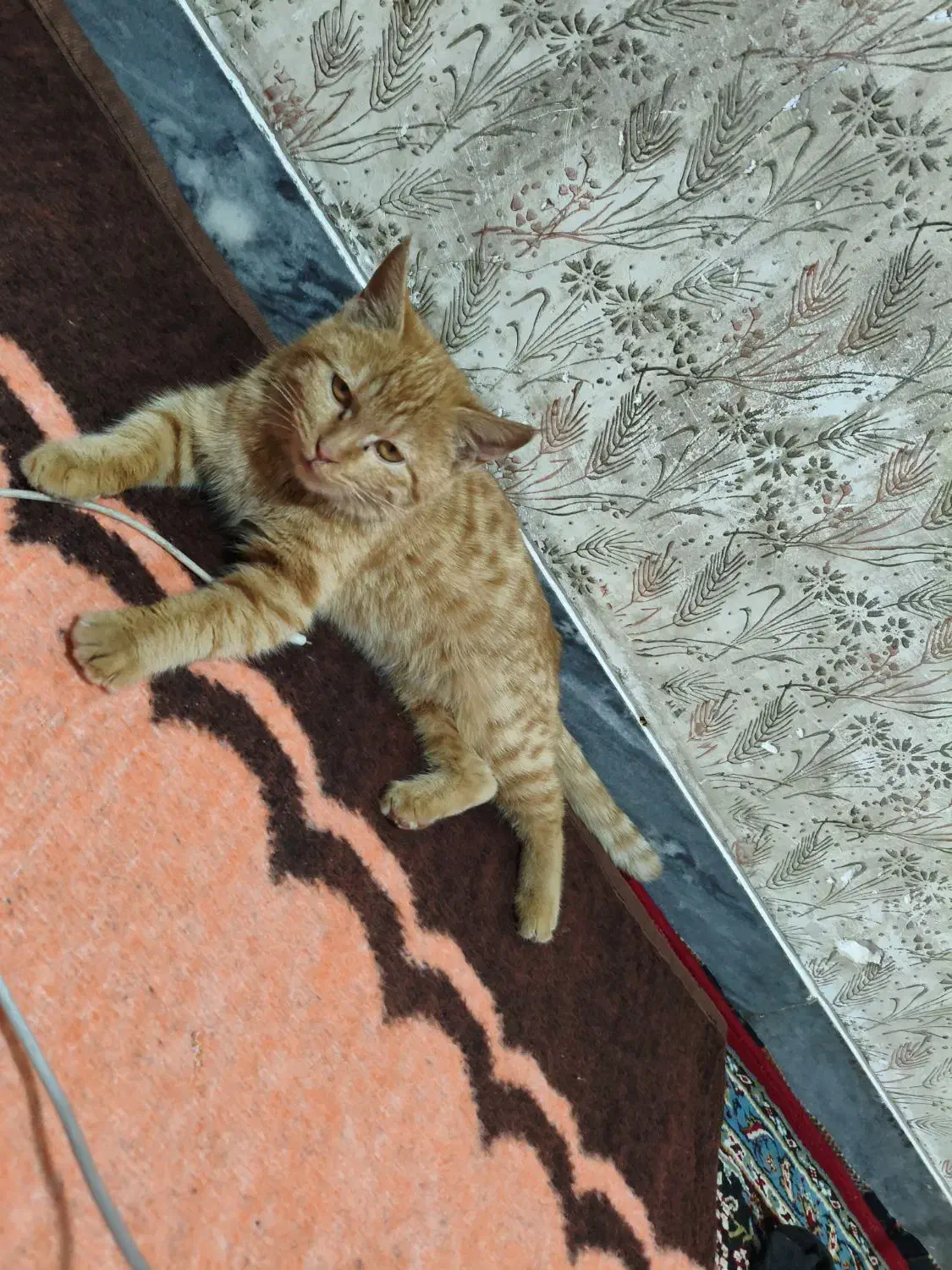 حیوانات|گربه|کرمان, |دیوار