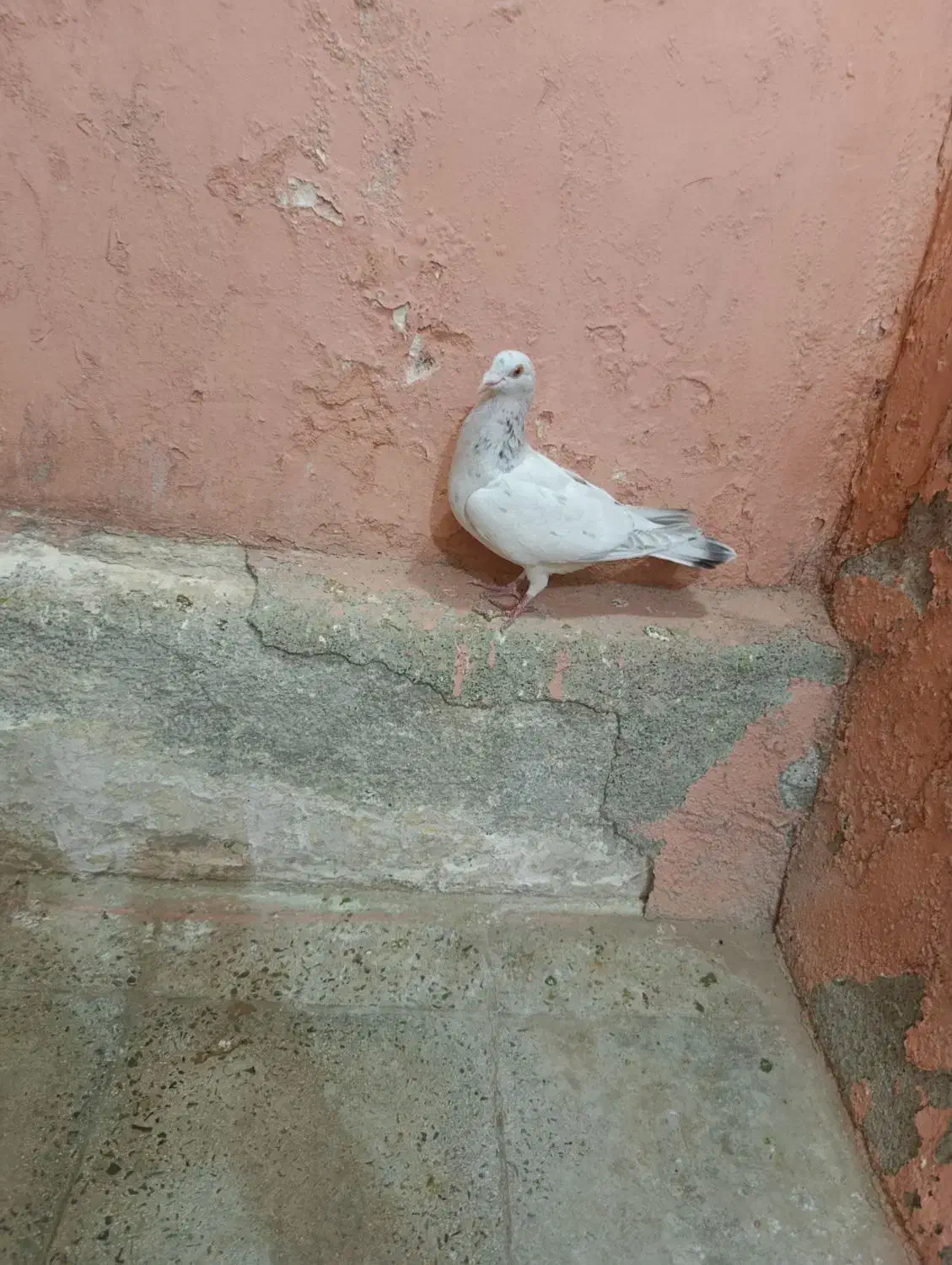 سفید هفرنگ ماده|پرنده|بشاریات, |دیوار