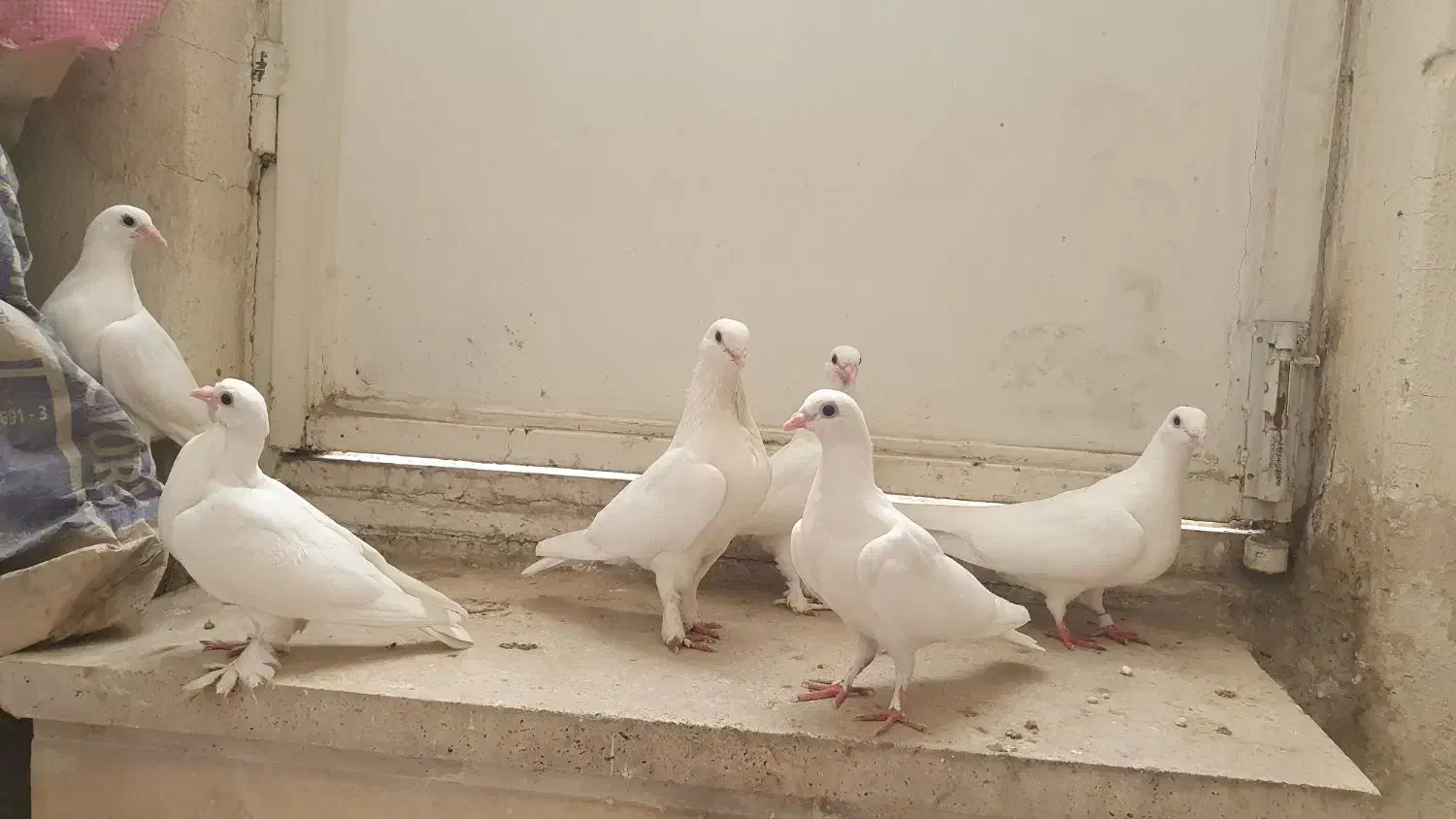 حندقی|پرنده|قم, قلعه عموحسین|دیوار