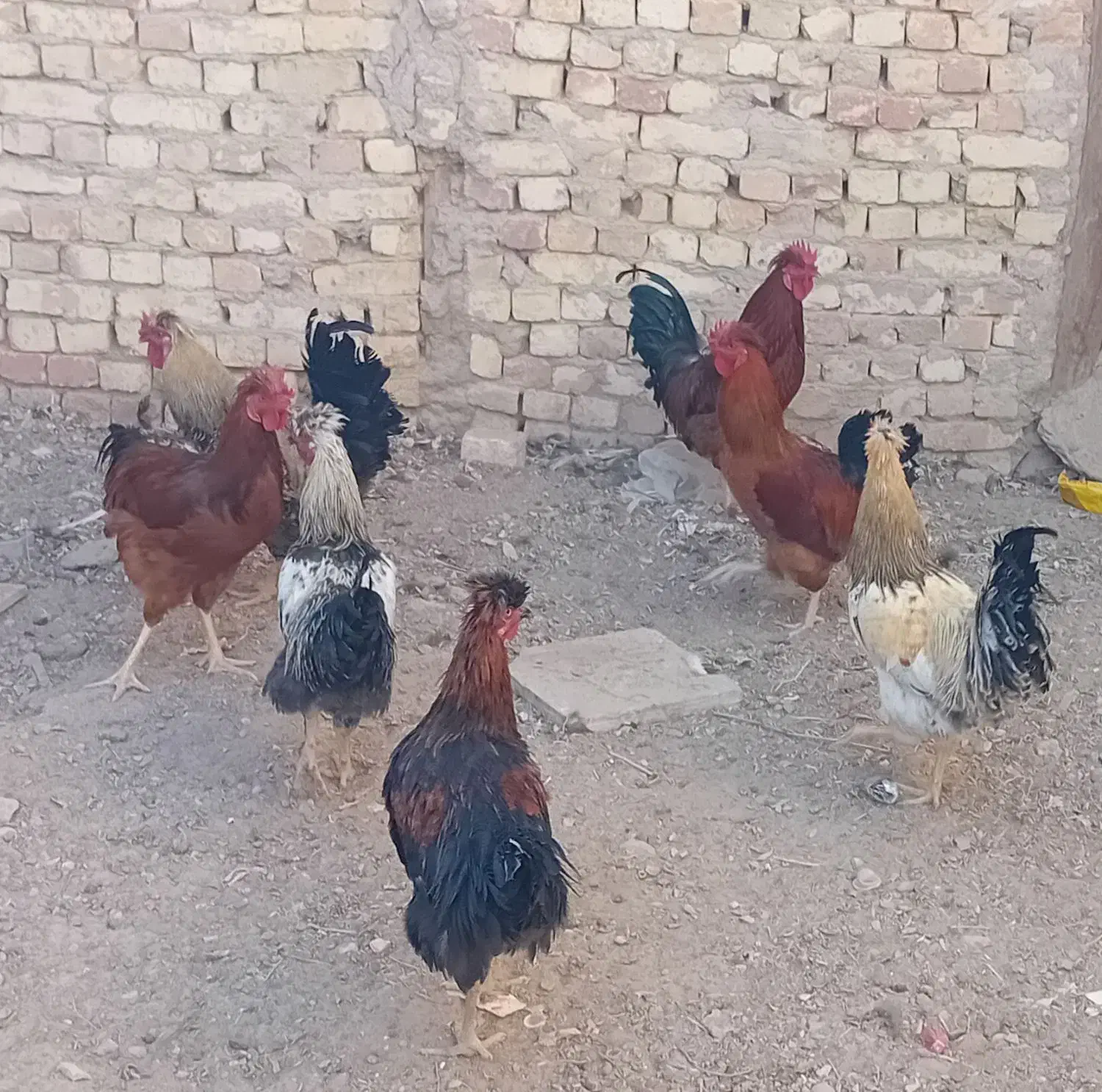 خروس|حیوانات مزرعه|رودشت (اصفهان), |دیوار