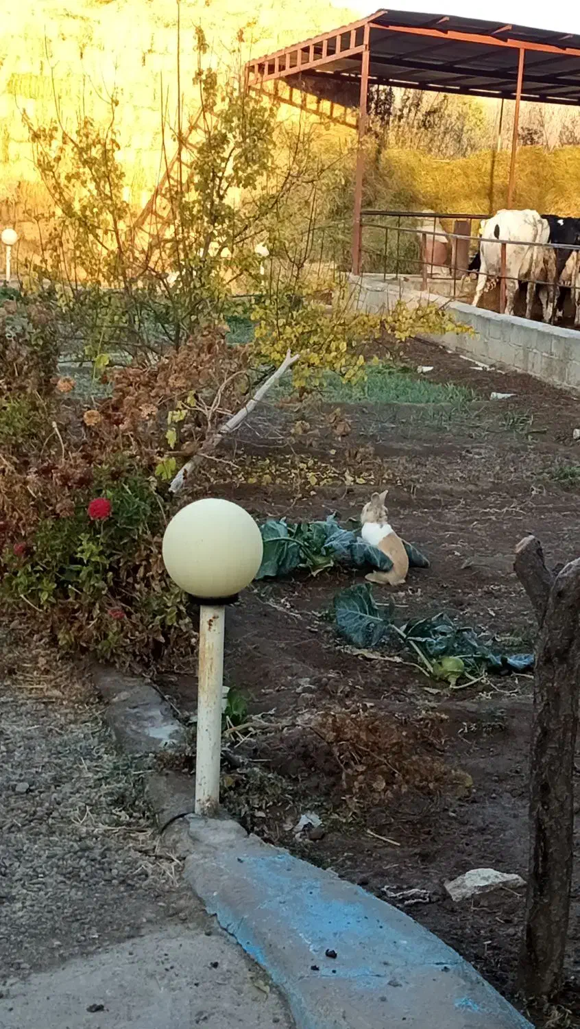 شیر گاو پرچرب مخصوص ماست|حیوانات مزرعه|آذرشهر, |دیوار