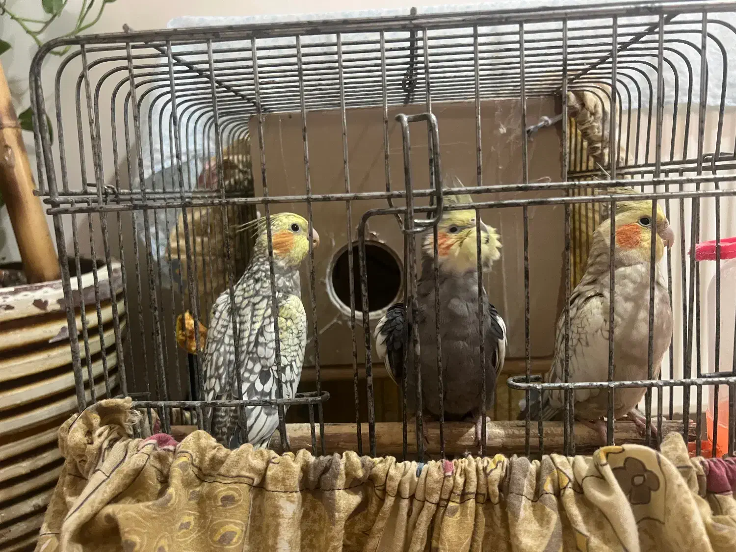 فروش عروس هلندی|پرنده|احمدآبادمستوفی, |دیوار