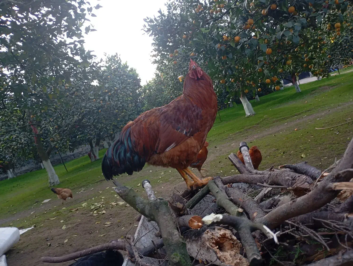 فروش خروس|حیوانات مزرعه|چالوس, |دیوار