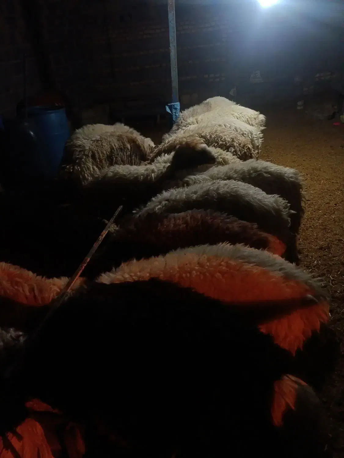 بره نر چاق|حیوانات مزرعه|مشهد مرغاب, |دیوار