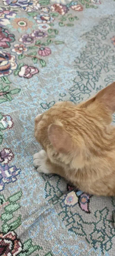 واگذاری رایگان بچه گربه|گربه|زاهدان, |دیوار