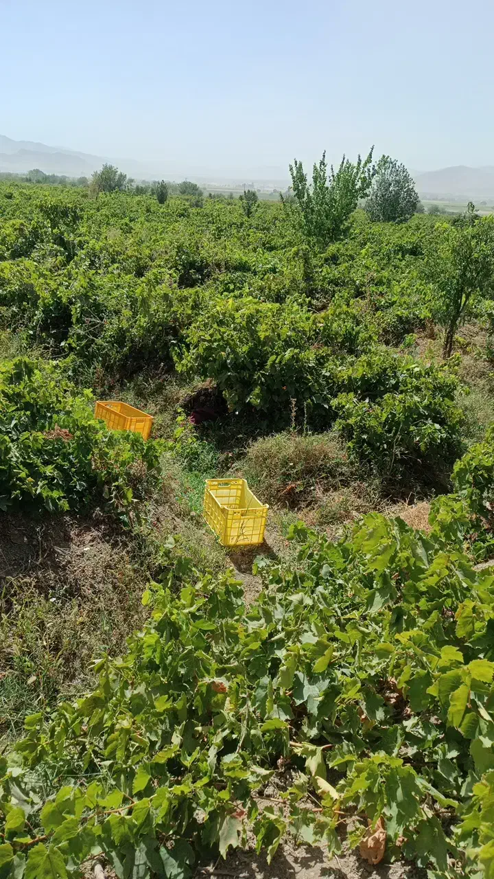 ۸۰۰هکتار زمین کشاورزی|فروش دفتر صنعتی، کشاورزی، تجاری|تهران, شهرک امام خمینی|دیوار