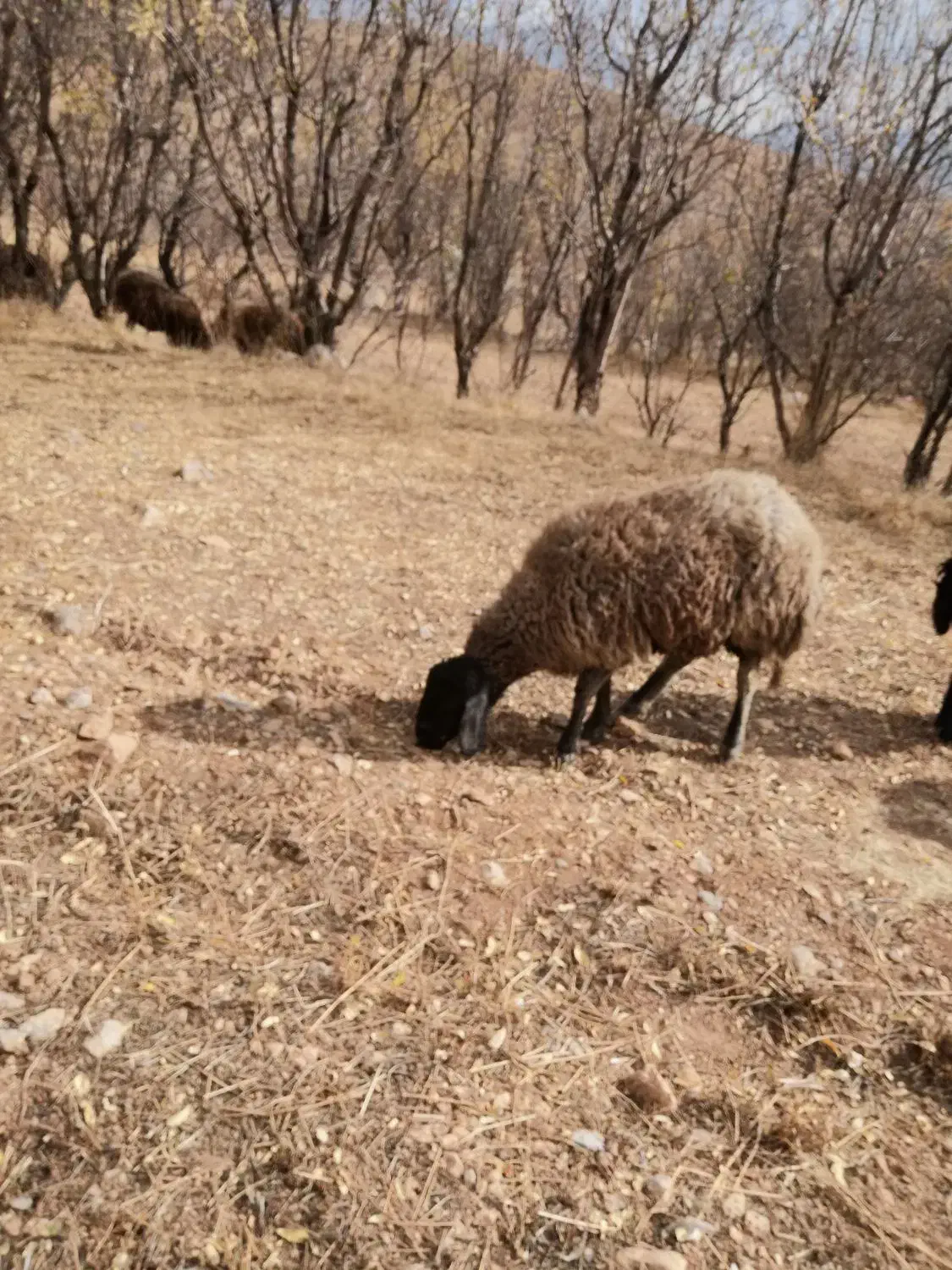 بره قوچ سبز اینده دار|حیوانات مزرعه|نجفآباد, یزدانشهر|دیوار
