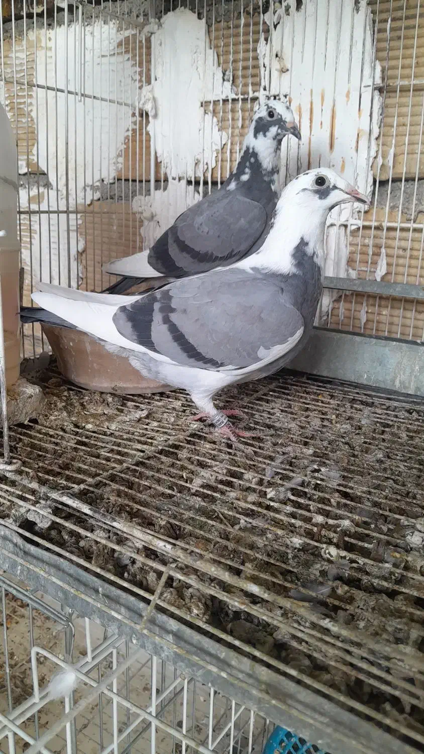 پلاکی|پرنده|بهبهان, |دیوار