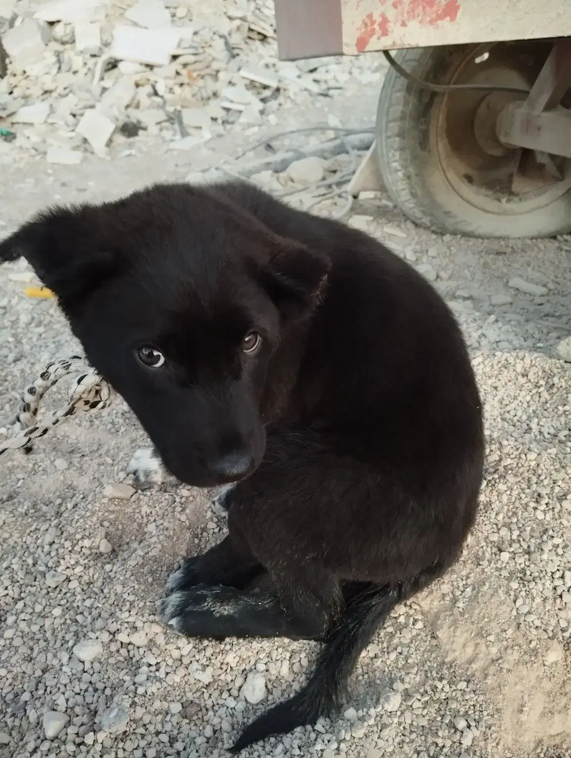توله نر قدرجونی|سگ|شیراز, قلات|دیوار