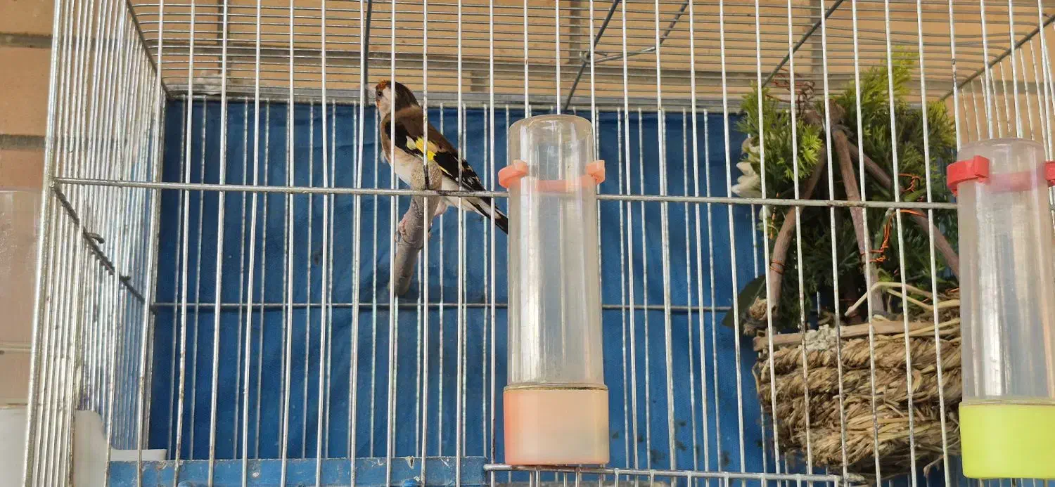 سهره ماده دونسته درجه یک|پرنده|اصفهان, تیران|دیوار