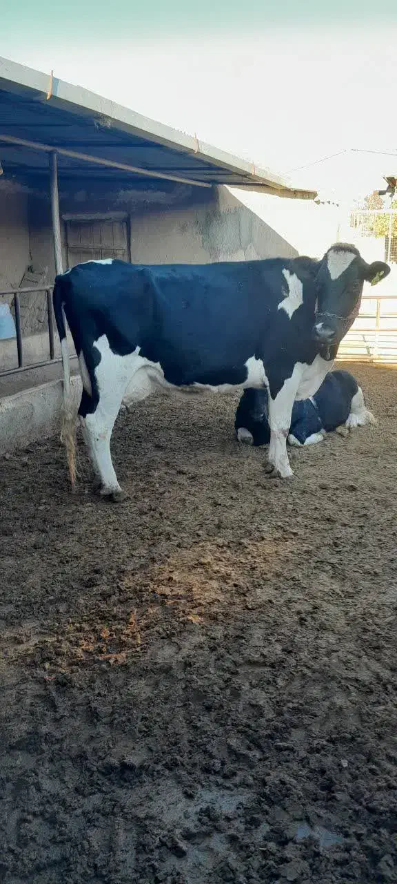 ماده گاوشیری|حیوانات مزرعه|شاهرود, |دیوار