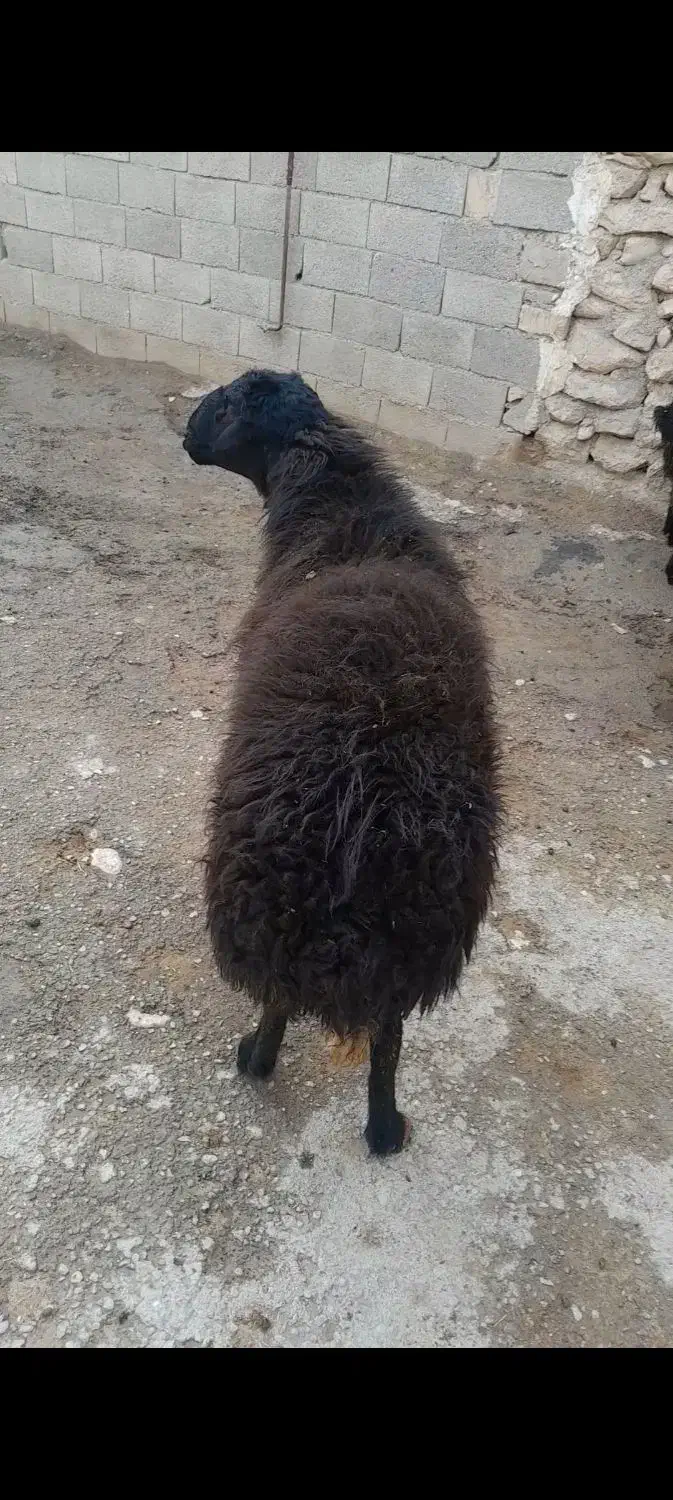 قوچدوسالهجنسدارپرشی|حیوانات مزرعه|پیشخور, |دیوار