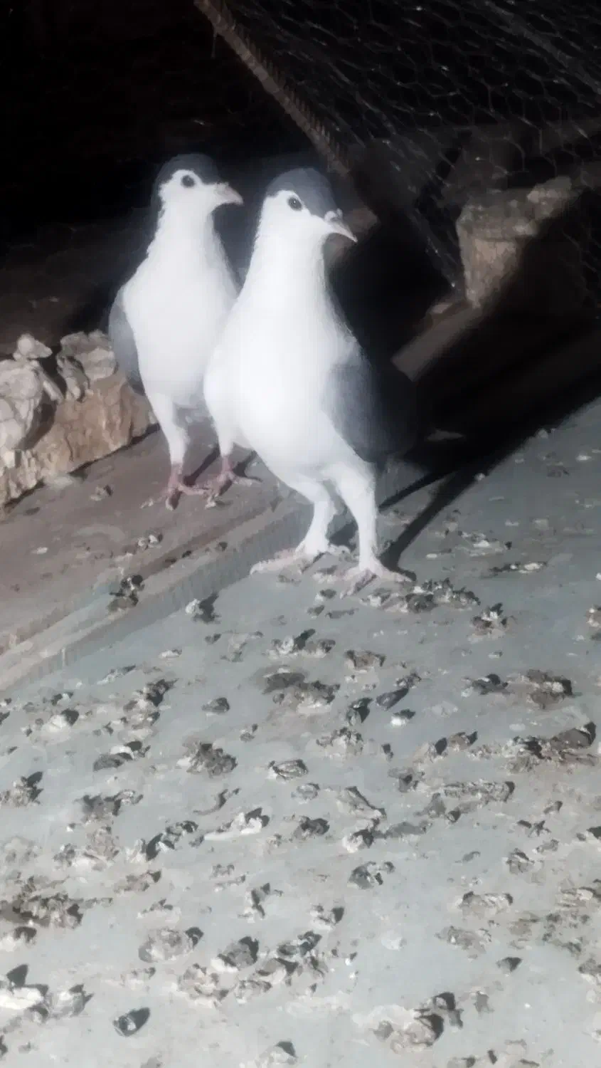 نروماده کرمانی|پرنده|زابل, |دیوار