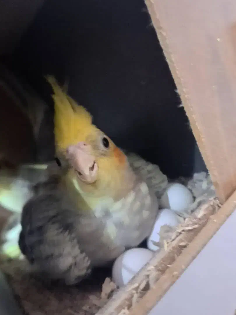 طوطی عروس مولد|پرنده|سبزوار, فیاض|دیوار