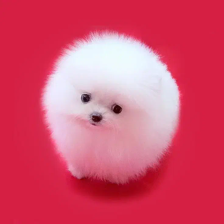 پامرانین و پوودل بازدید حضوری تحویل در دامپزشکی|سگ|اصفهان, باغ زرشک|دیوار