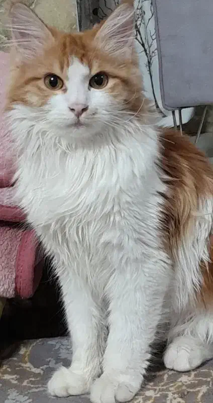 پرشین میکس|گربه|بیرجند, |دیوار