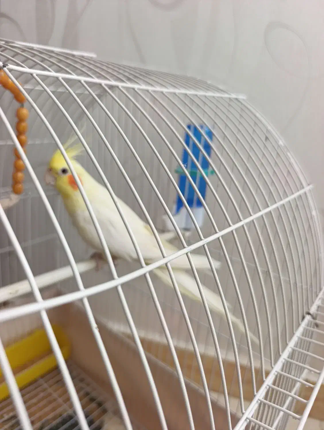 عروس طوطی|پرنده|مرند, |دیوار