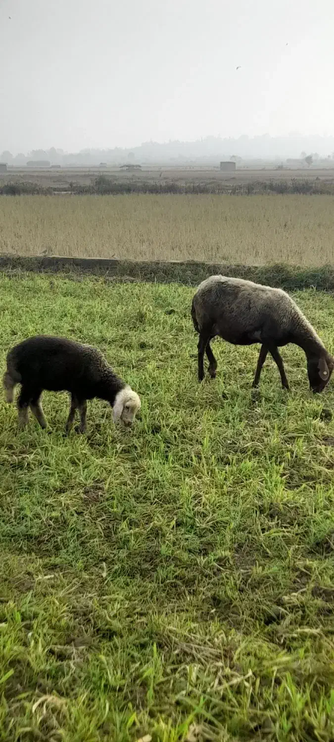 گوسفند وره مار بره نر|حیوانات مزرعه|قائمشهر, |دیوار