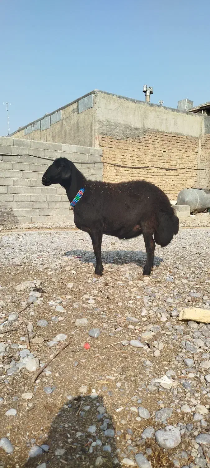 قزل افشار ابستن|حیوانات مزرعه|بروجرد, |دیوار