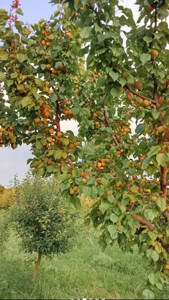 نهال زرد آلو|خدمات باغبانی و درختکاری|مرند, |دیوار