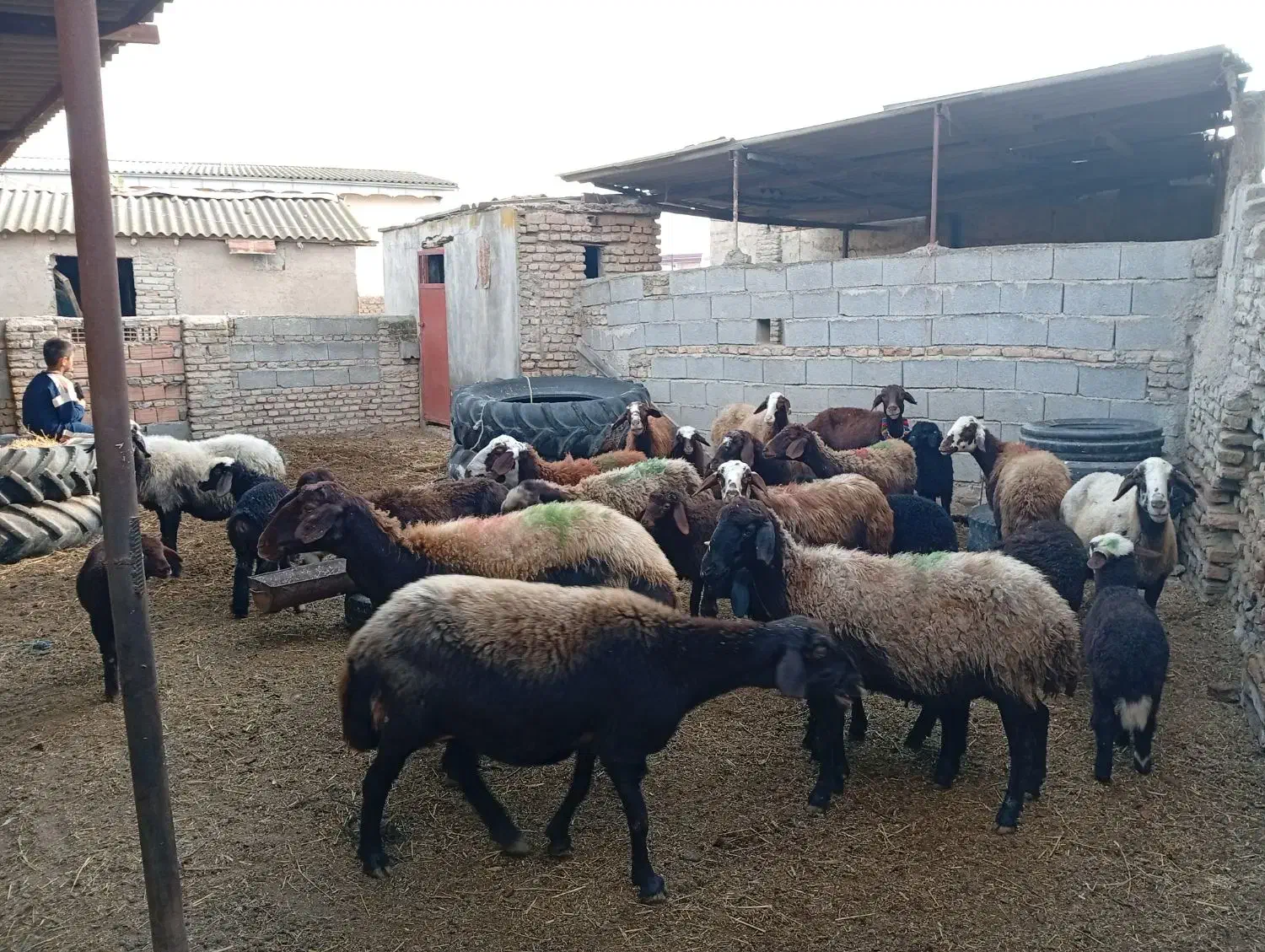 15راس گوسفند افشار بره دارجوان|حیوانات مزرعه|انبارآلوم, |دیوار