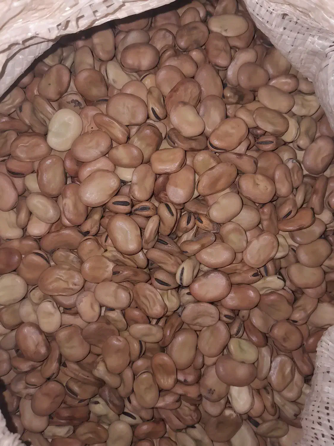 باقلا بذر فیز کشت۱۴۰۴|خوردنی و آشامیدنی|جلین, |دیوار