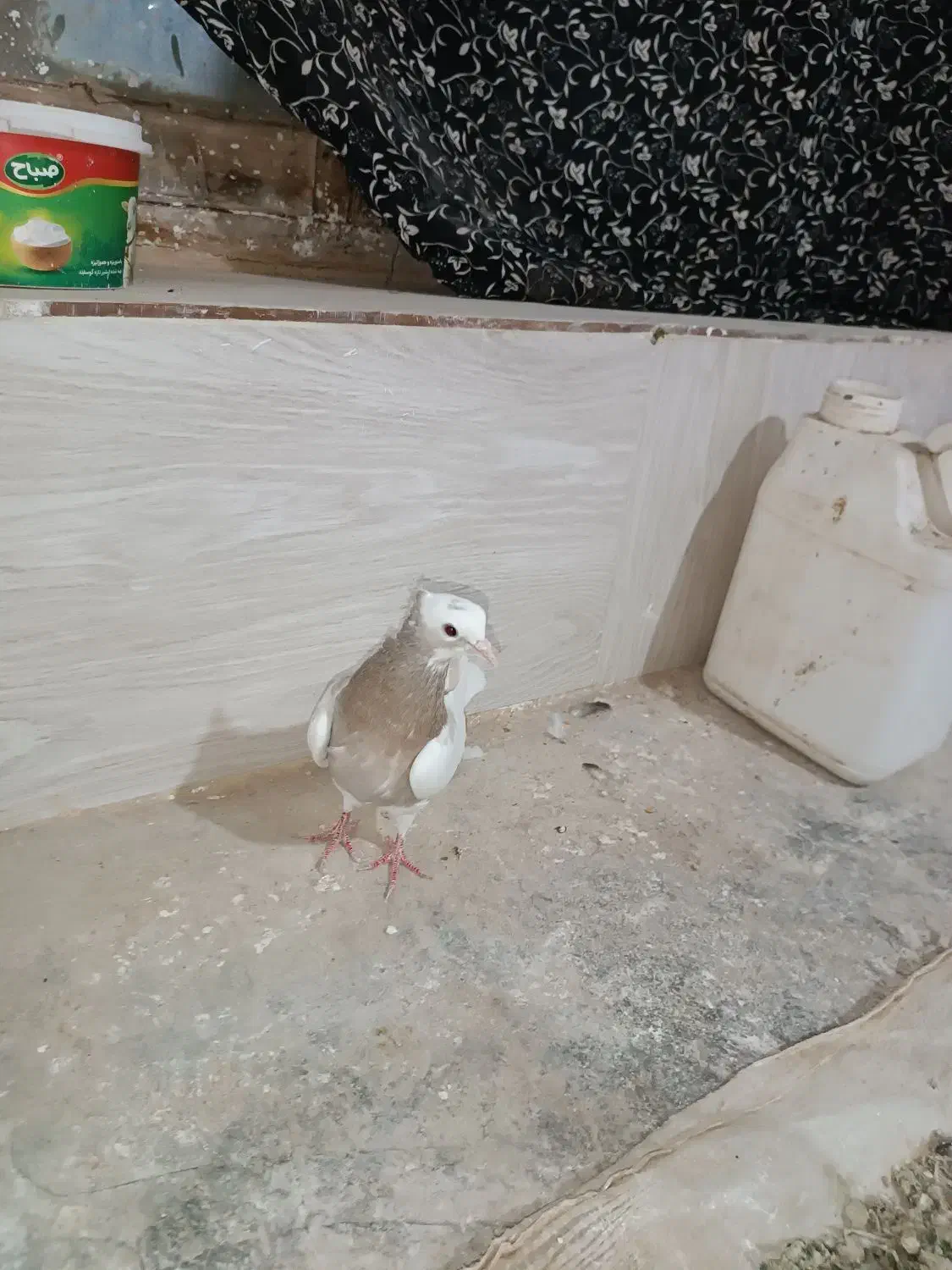 طوقی سده دم سفید پشتی|پرنده|جغتای, |دیوار