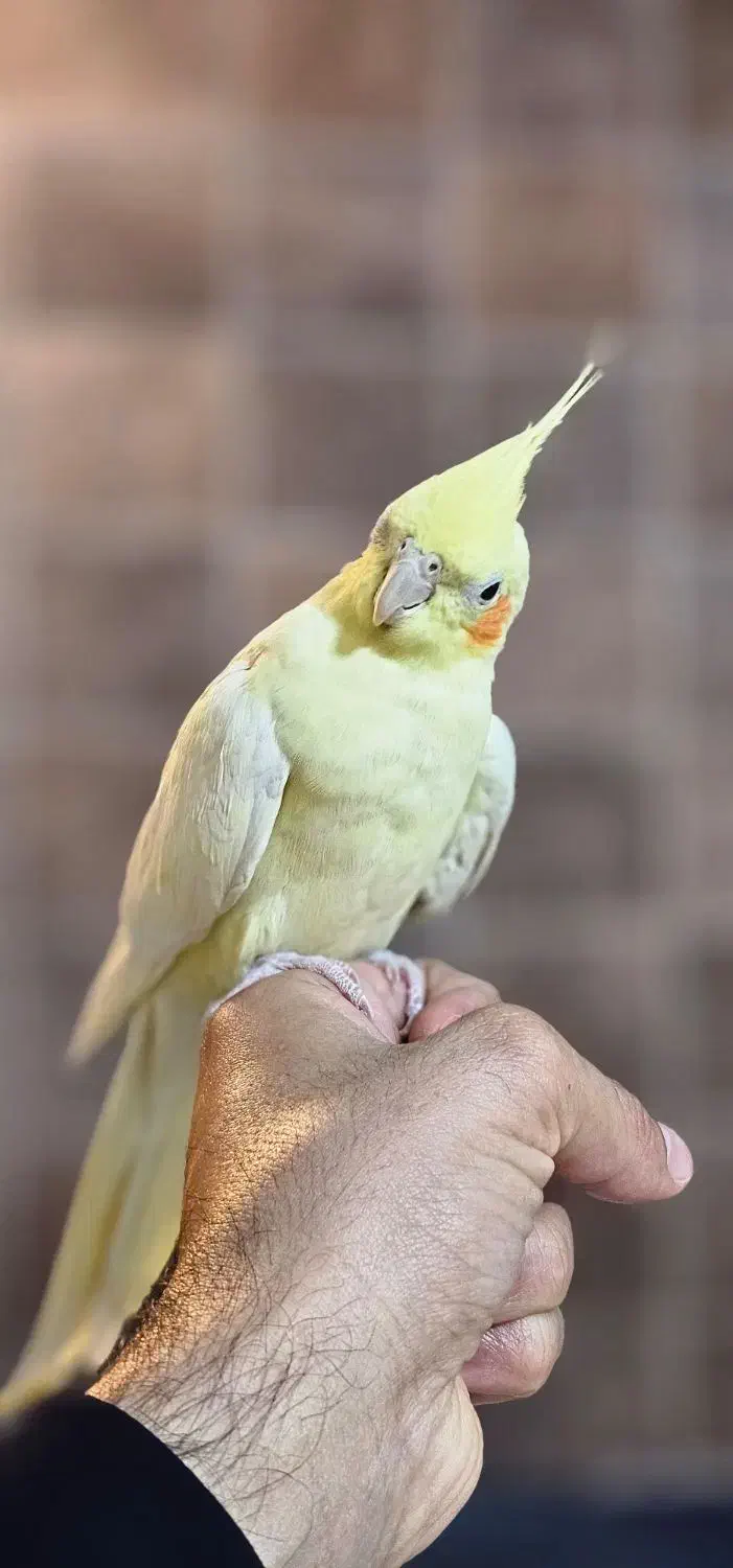 عروس هلندی ملنگو راهب خورشیدی گرینچیک شاه طوطی|پرنده|شاهین‌شهر, فردوسی|دیوار