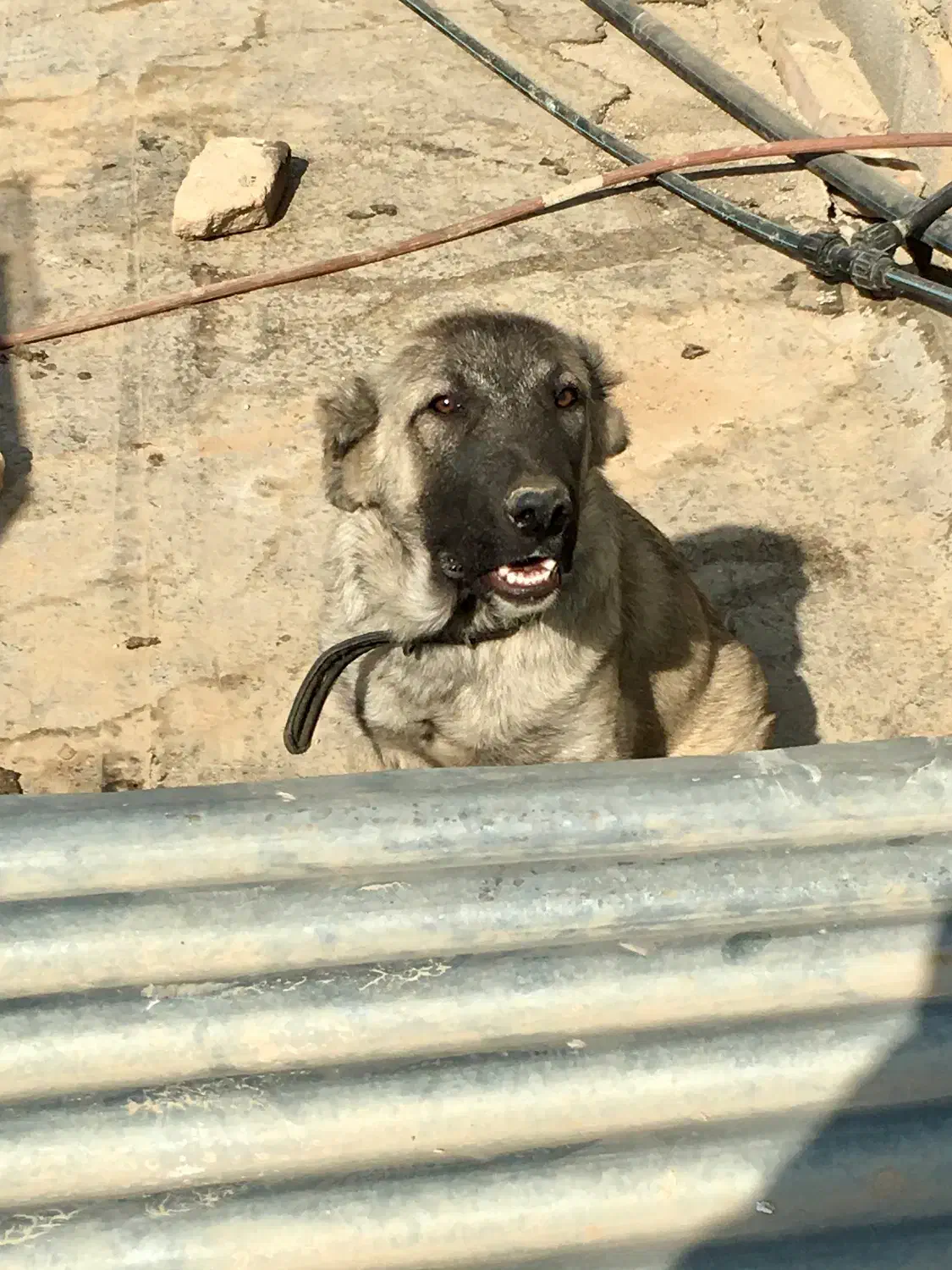 سگ سراب|سگ|چهاردانگه (تهران), |دیوار