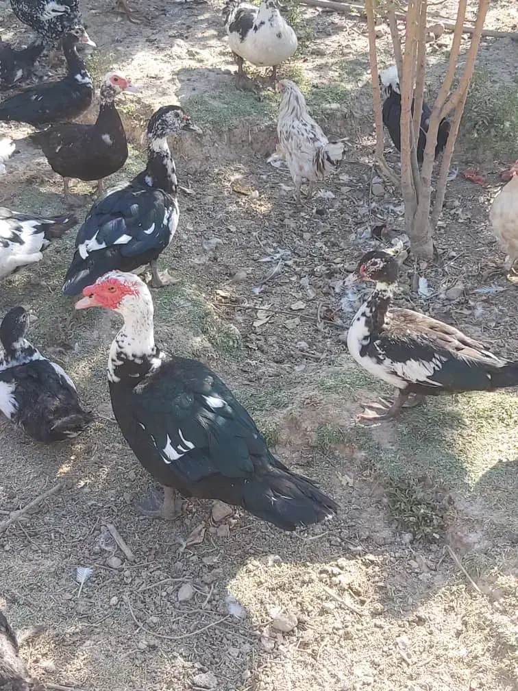 اردک روسی|حیوانات مزرعه|شیراز, کفترک|دیوار