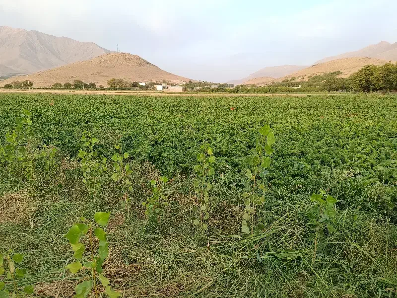 کاه دیم|کلکسیون و سرگرمی|نهاوند, |دیوار