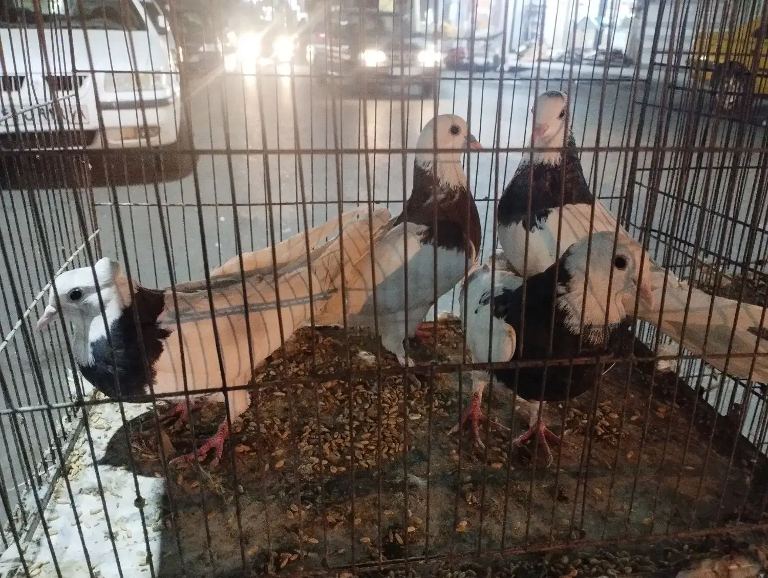 طوقی 6عدد|پرنده|پاکدشت, پاکدشت (مامازند)|دیوار