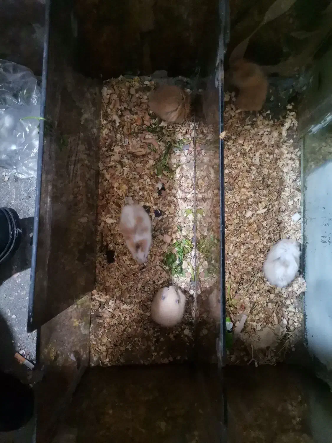 همستر نژاد سوری|موش و خرگوش|بابل, |دیوار